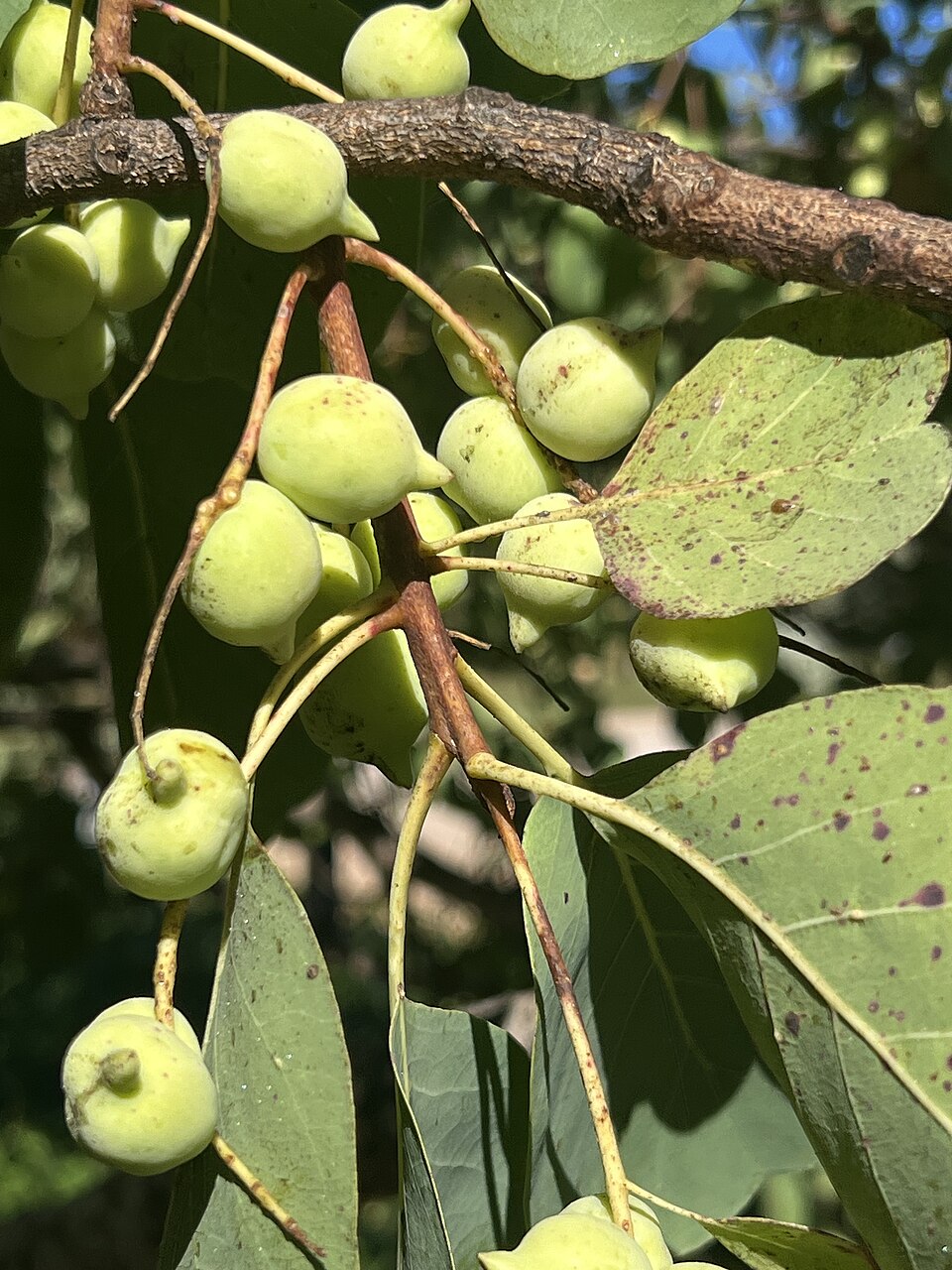 Gubinge — Kakadu plums growing on the tree in northern Australia
